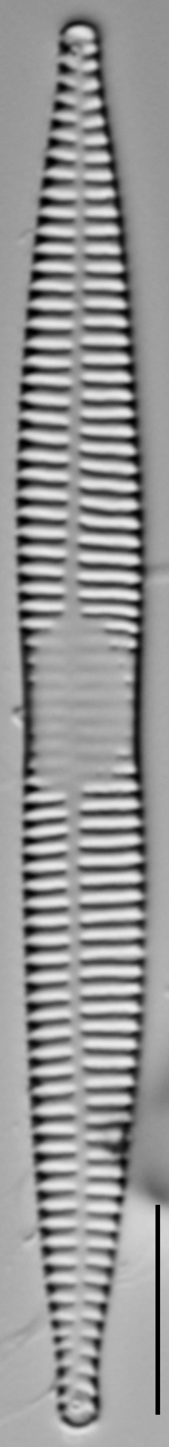 15558A 08132015 61 Cl
