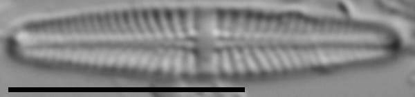 Stauroneis thermicola LM1