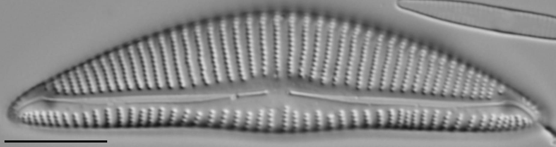 Encyonema minutum var pseudogracilis LM2