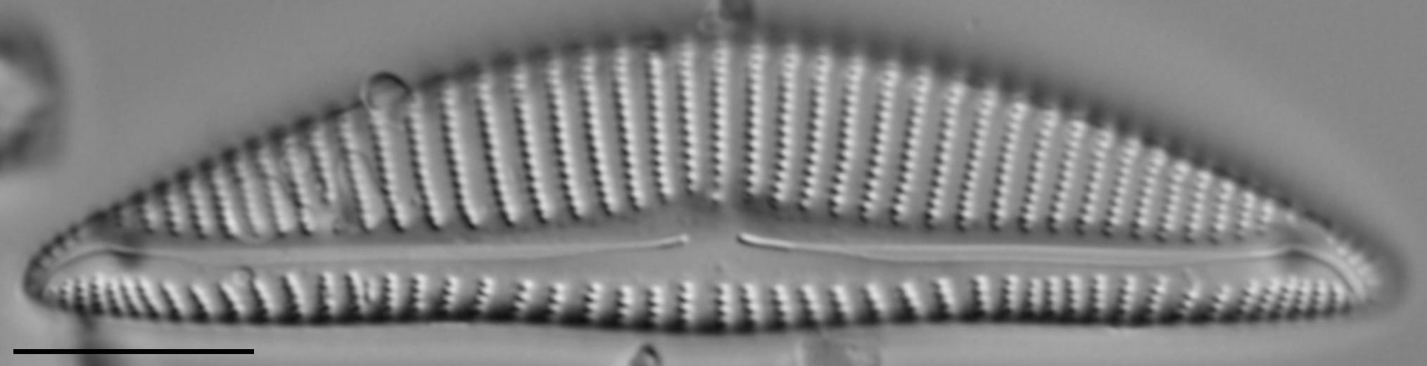 Encyonema minutum var pseudogracilis LM3