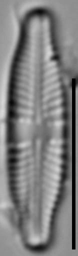 Stauroneis thermicola LM5