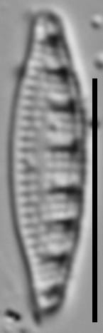 Grunowia solgensis LM6
