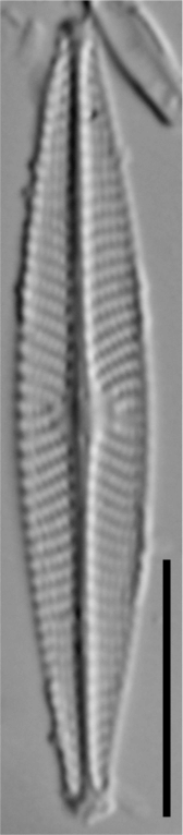 Navicula cryptotenella LM1