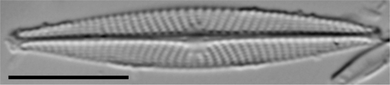 Navicula cryptotenella LM1