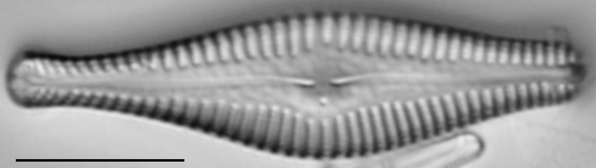 Gomphonema manubrium LM7