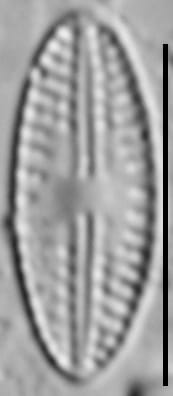 Eolimna sp.1 SESQA LM2