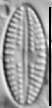 Eolimna sp.1 SESQA LM6