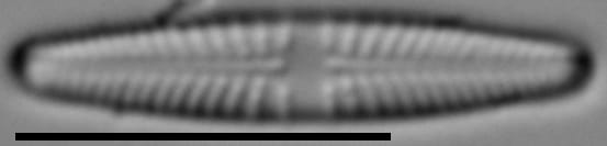 Stauroneis thermicola LM7