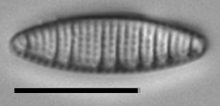 Nitzschia semirobusta LM2