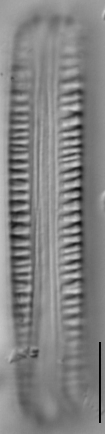 16296A 20170508 78 Cl