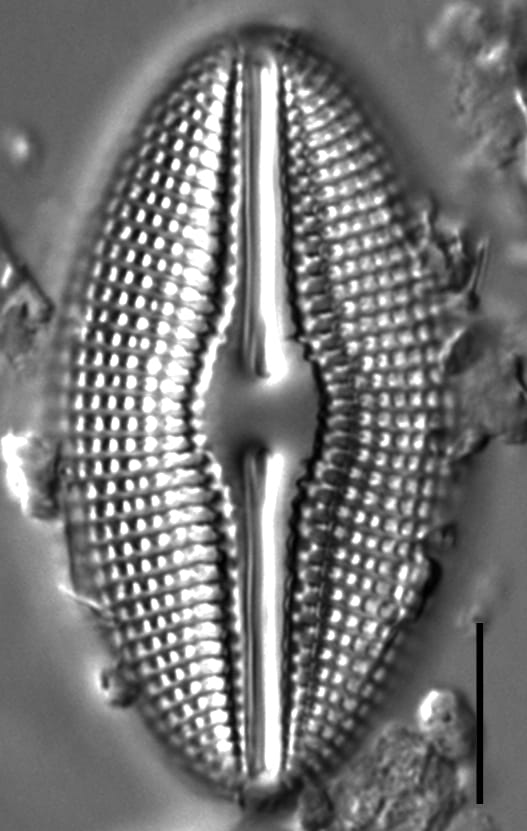 163D 3Ascope