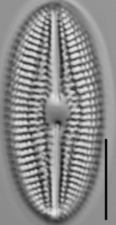 Diploneis abscondita LM3