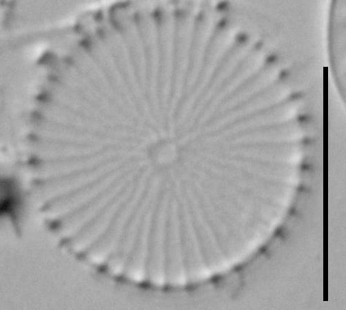 Stephanodiscus hantzschii f tenuis LM5