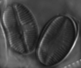 Psammothidium subatomoides LM7