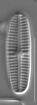 Rossithidium pusillum LM4