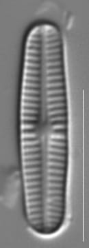 Rossithidium pusillum LM8