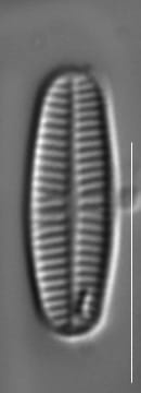 Rossithidium pusillum LM12