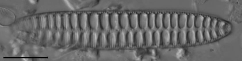 Surirella arctica LM2