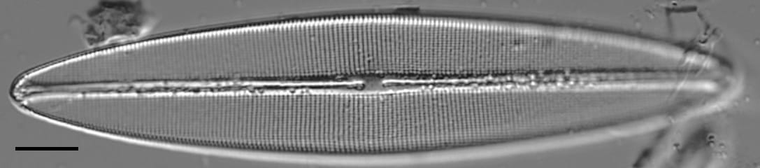 Craticula coloradensis LM2