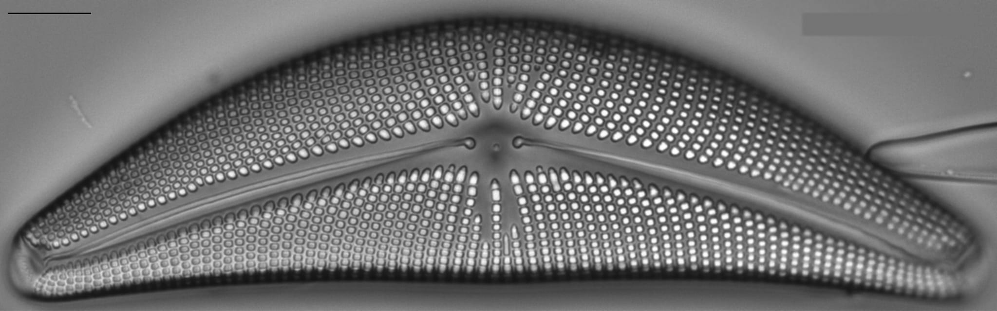 Cymbella mexicana LM3