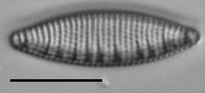 Nitzschia semirobusta LM3