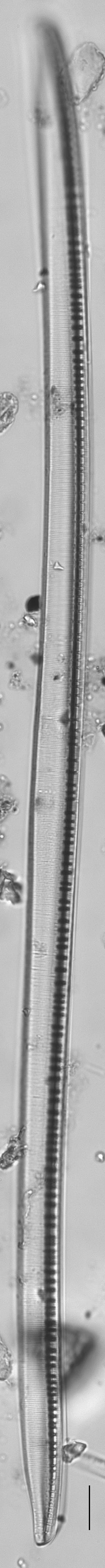 Nitzschia sigmoidea LM1