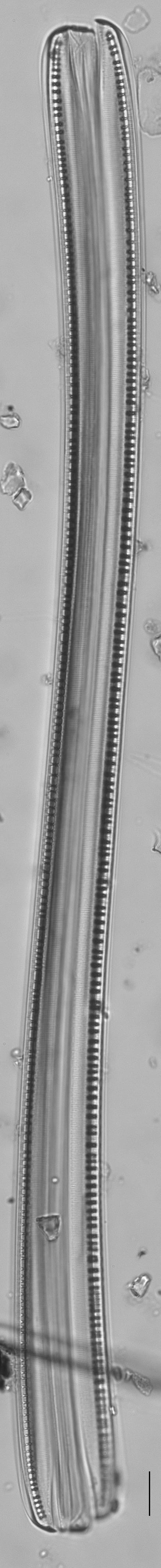 Nitzschia sigmoidea LM2