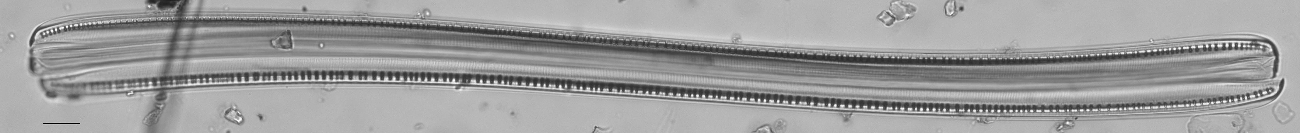 Nitzschia sigmoidea LM2