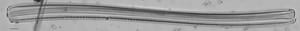 Nitzschia sigmoidea LM2