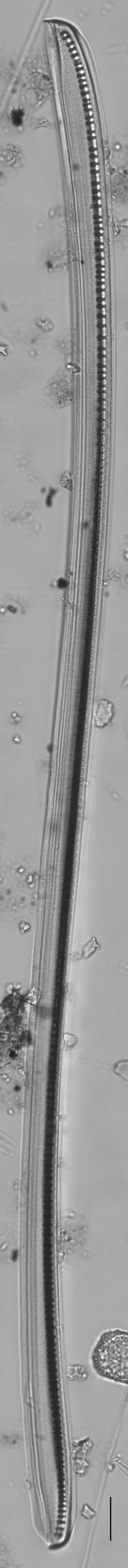 Nitzschia sigmoidea LM3