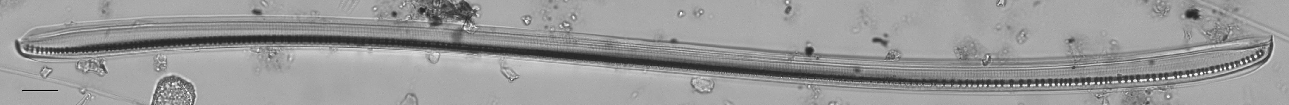 Nitzschia sigmoidea LM3