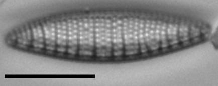 Nitzschia semirobusta LM4