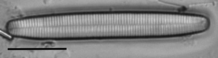 Fragilariforma nitzschioides LM6