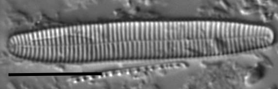 Fragilariforma nitzschioides LM2
