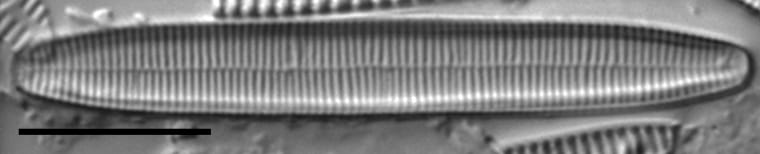 Fragilariforma nitzschioides LM5