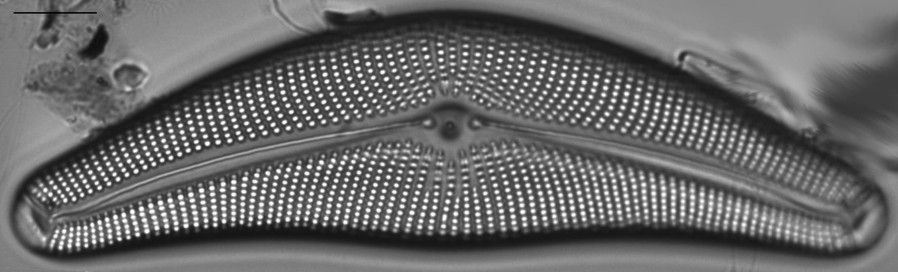 Cymbella mexicana LM5