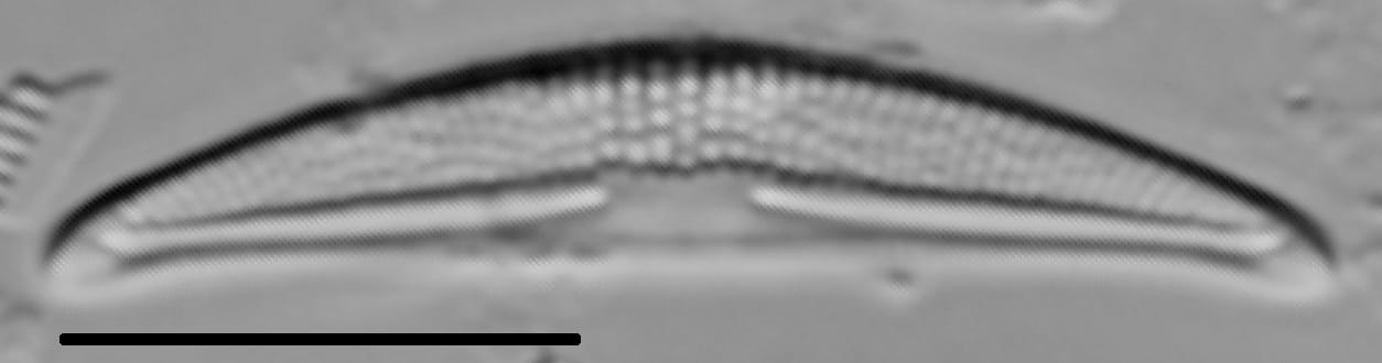 Halamphora veneta LM1