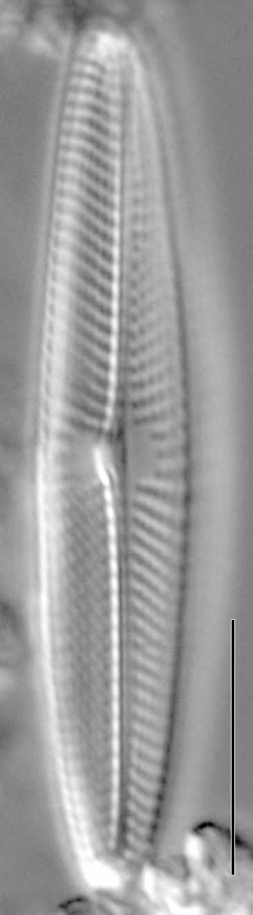 Navicula symmetrica LM2