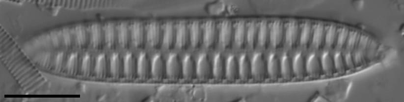 Surirella arctica LM3