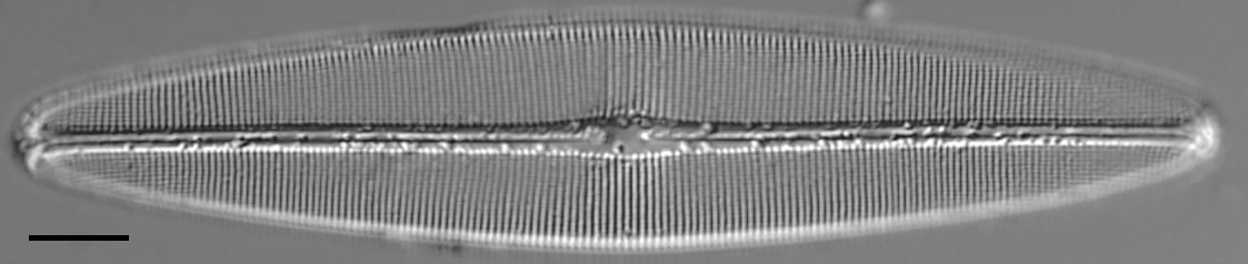 Craticula coloradensis LM3