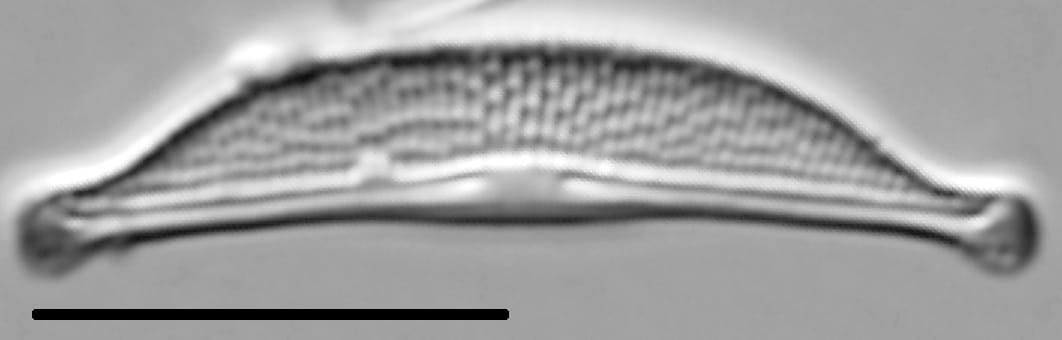 Halamphora oligotraphenta LM2