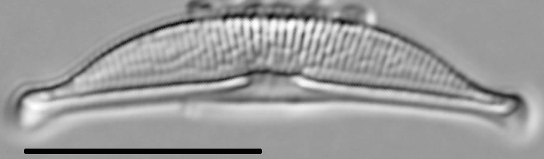 Halamphora oligotraphenta LM3