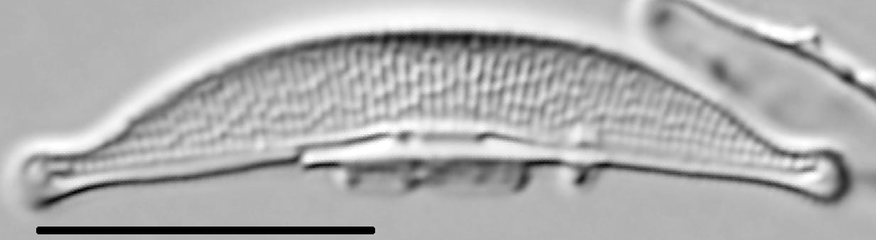 Halamphora oligotraphenta LM4