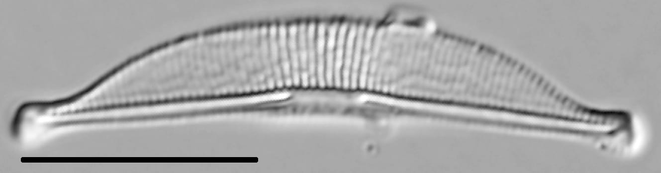 Halamphora oligotraphenta LM5