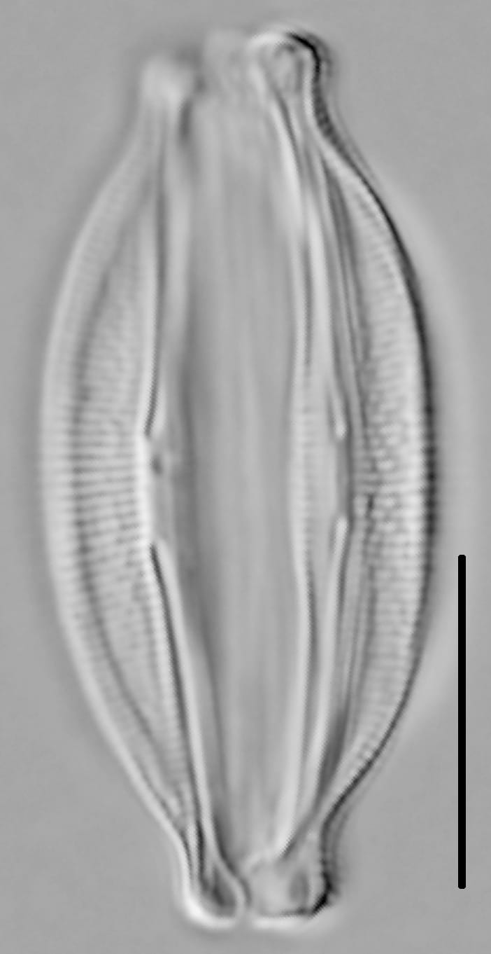 Halamphora oligotraphenta LM6