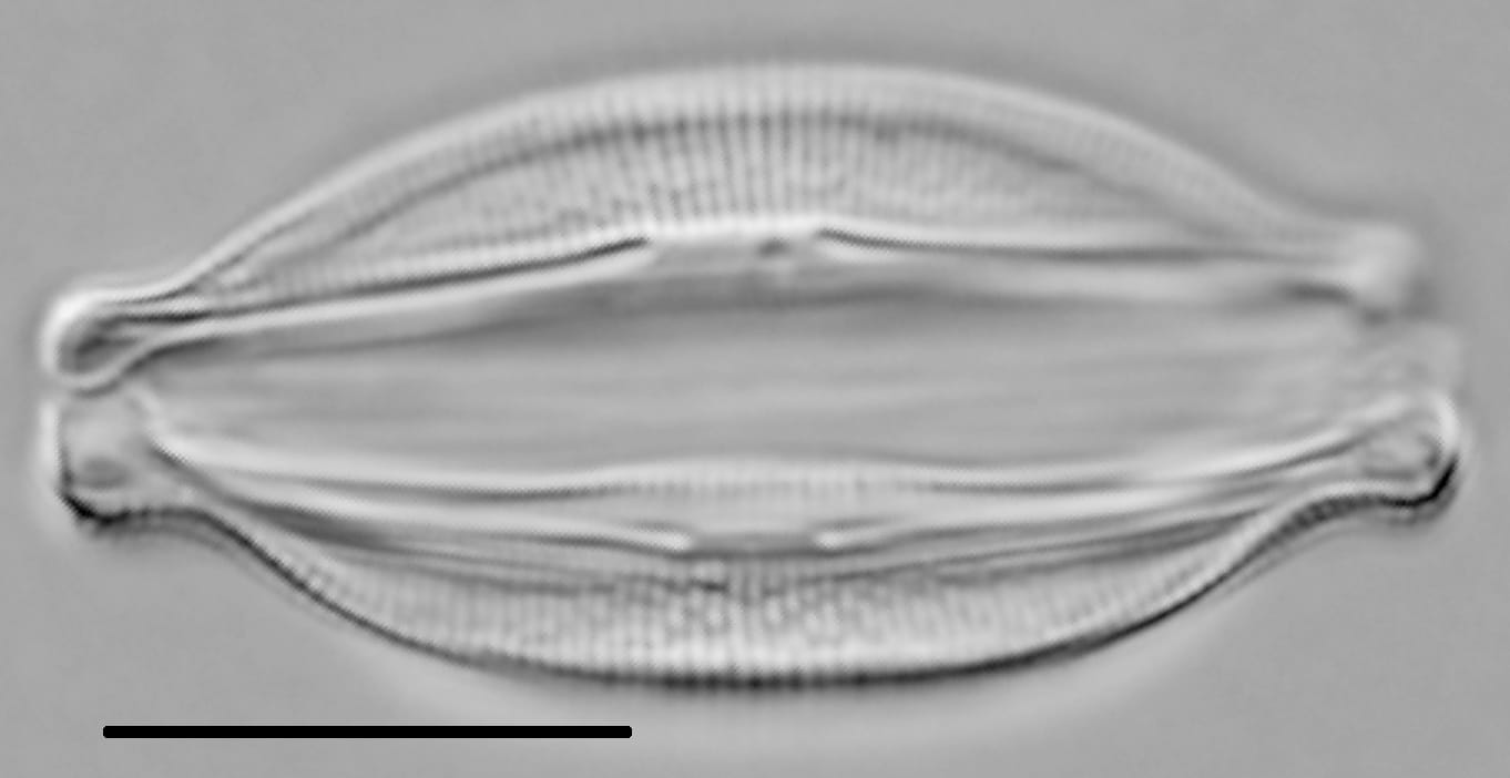 Halamphora oligotraphenta LM6