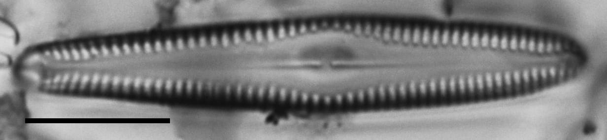 Gomphonema christenseni LM6