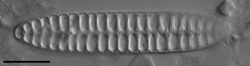 Surirella arctica LM4