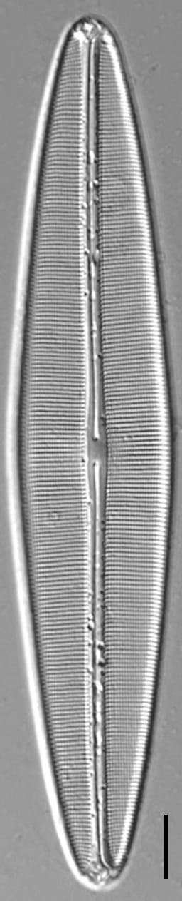 Craticula coloradensis LM4