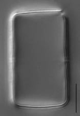 Melosira varians LM2